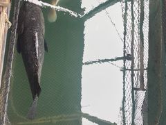 -蓝湾碧波·老字号·疍家非遗海上餐厅