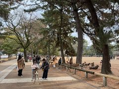 -奈良公园