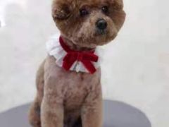 -乐琪宠物(青塔西路店)