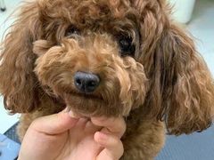 -多卡布奇宠物生活馆(上林世家店)