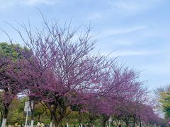 -羊山湖公园