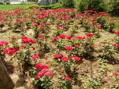 -淄博市张店区实验中学