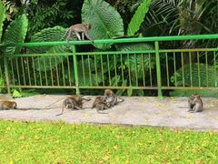 -武吉知马自然保护区