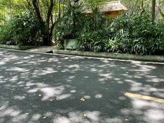 -大屏嶂森林公园