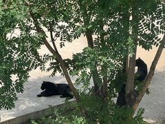 -石家庄市动物园