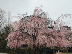 -金泽21世纪美术馆