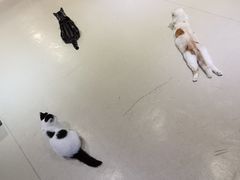 -藏猫猫咖啡主题馆(中央大道店)