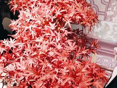 -顺峰(农展馆店)