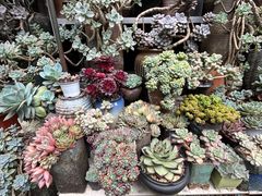 -青石桥花鸟鱼虫市场(叠翠城店)