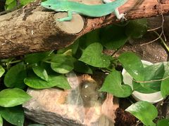 -上海大自然野生昆虫馆(东方明珠·爬宠昆虫探索中心)