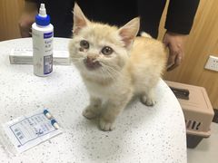 -瑞鹏宠物医院·夜间急症·心超·猫科(祖庙分店)