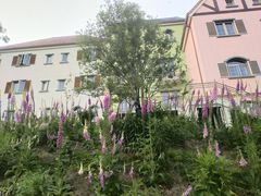 -大塘金香草谷