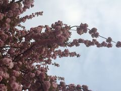 iphone_upload_pic-中科大东区东苑餐厅(天使路店)