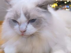 -藏猫猫咖啡主题馆(中央大道店)