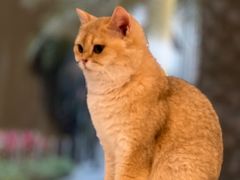 -瞄一喵猫咖(格力海岸店)