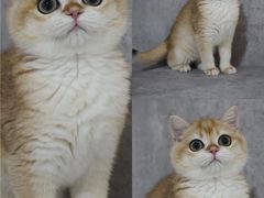 -小猫来了·猫舍(红山六九七九店)