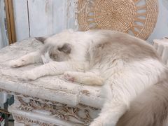 -共舞时光猫咖·狗咖(新街口店)