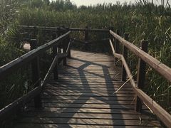 景点-西青郊野公园