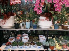 -溪岸路花鸟市场