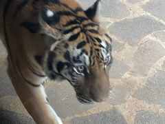 -云南野生动物园