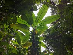 -西双版纳原始森林公园