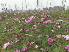 -洋湖国家湿地公园