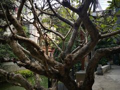 -小洲村