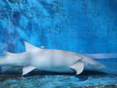 -北戴河圣蓝海洋公园