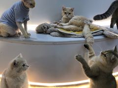 -COLOR PETS 撸猫馆·购猫·猫咖(长风大悦城店)