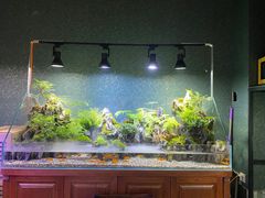 -中环花鸟鱼虫市场