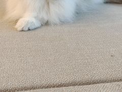 -有喵·猫咖·狗咖·30几只猫10只小狗(岗厦店)