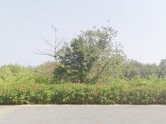 -深圳湾公园(南山区)