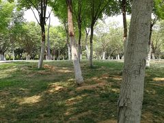 -洨河生态公园