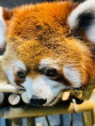 点击看大图 -Zoolung Zoolung动物主题公园(海信广场店)