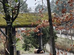 -中国大熊猫保护研究中心雅安碧峰峡基地