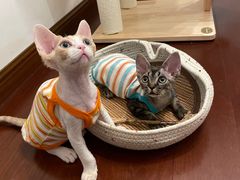 -山宅一喵德文卷毛猫舍