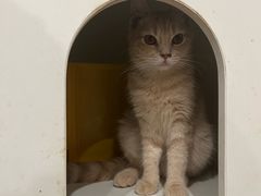 -楼上猫咖(罗湖店)