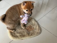 -北京恒爱动物医院(清景园分院)