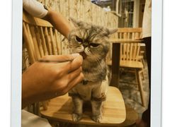 -楼上猫咖(罗湖店)