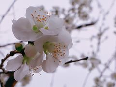 -桃花堤公园