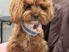 -八公叔叔宠物美容连锁(春申店)