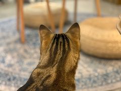 -Catmate·猫肥家润(金润铂宫店)