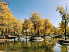 -金塔沙漠胡杨林景区