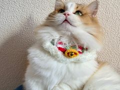 -Bastet sally猫舍购宠(静安店)