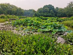 -西溪国家湿地公园