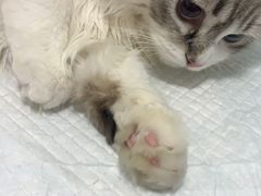 -灵美宠物诊所