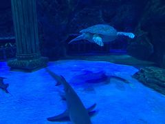 -芜湖新华联大白鲸海洋公园