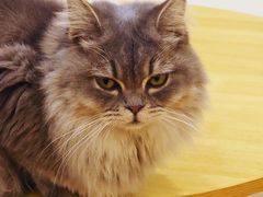 -Let's go狗咖·猫咖·奶狗·桌游(春熙路IFS店)