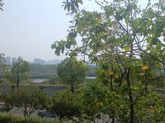 -洋湖国家湿地公园