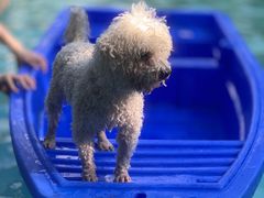 -汪说喵讲宠物乐园宠物酒店(红星美凯龙店)